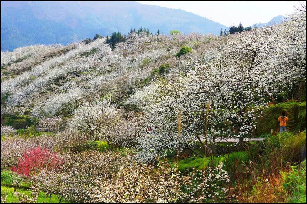 【春天，广西桂林灌阳县向您发出邀请！】我们在灌阳看梨花 - 游山玩水 - 荷泽生活社区 - 荷泽28生活网 heze.28life.net