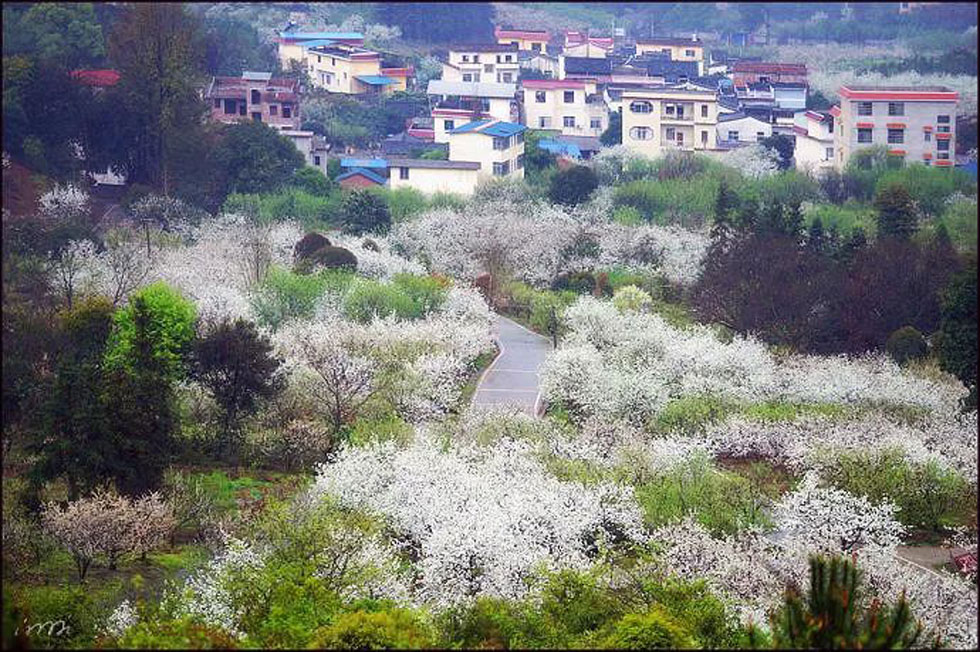 【春天，广西桂林灌阳县向您发出邀请！】我们在灌阳看梨花 - 游山玩水 - 荷泽生活社区 - 荷泽28生活网 heze.28life.net