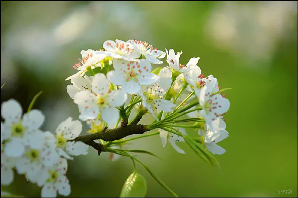 【春天，广西桂林灌阳县向您发出邀请！】我们在灌阳看梨花 - 游山玩水 - 荷泽生活社区 - 荷泽28生活网 heze.28life.net