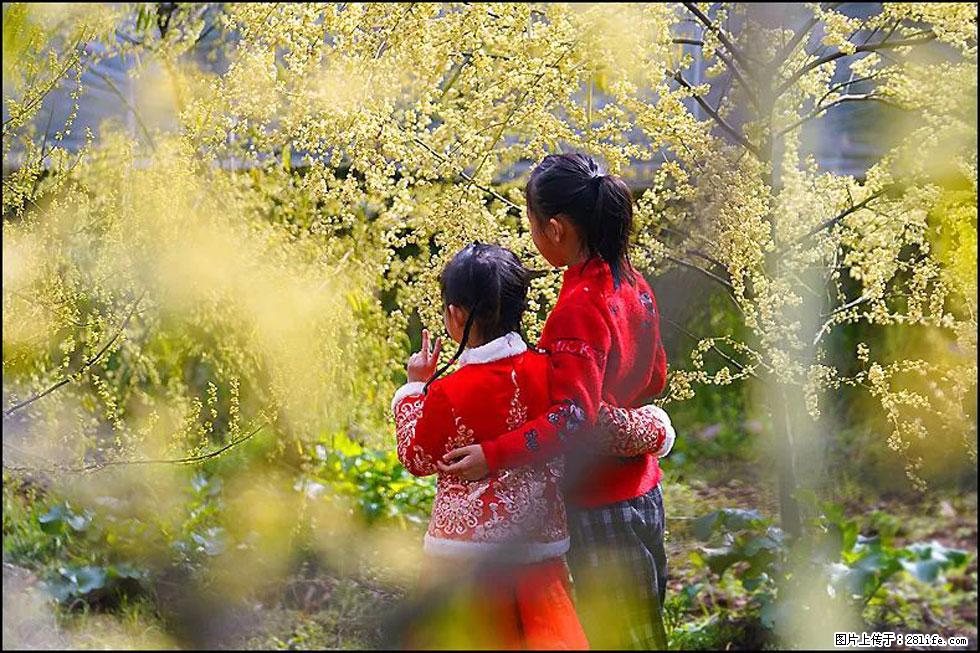 【春天，广西桂林灌阳县向您发出邀请！】米珠山前有片山苍子花在飘香 - 游山玩水 - 荷泽生活社区 - 荷泽28生活网 heze.28life.net