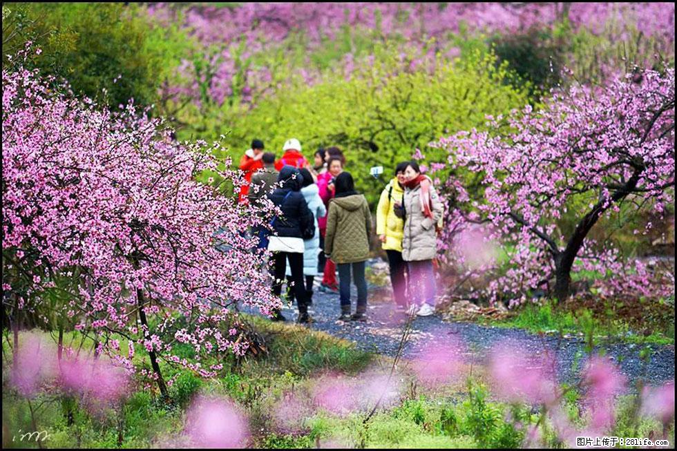 【春天，广西桂林灌阳县向您发出邀请！】官庄村有个醉美的桃花园 - 游山玩水 - 荷泽生活社区 - 荷泽28生活网 heze.28life.net