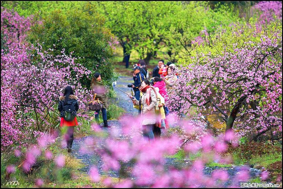 【春天，广西桂林灌阳县向您发出邀请！】官庄村有个醉美的桃花园 - 游山玩水 - 荷泽生活社区 - 荷泽28生活网 heze.28life.net