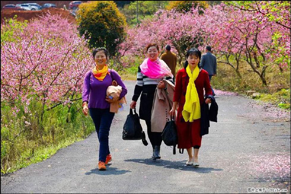 【春天，广西桂林灌阳县向您发出邀请！】官庄村有个醉美的桃花园 - 游山玩水 - 荷泽生活社区 - 荷泽28生活网 heze.28life.net
