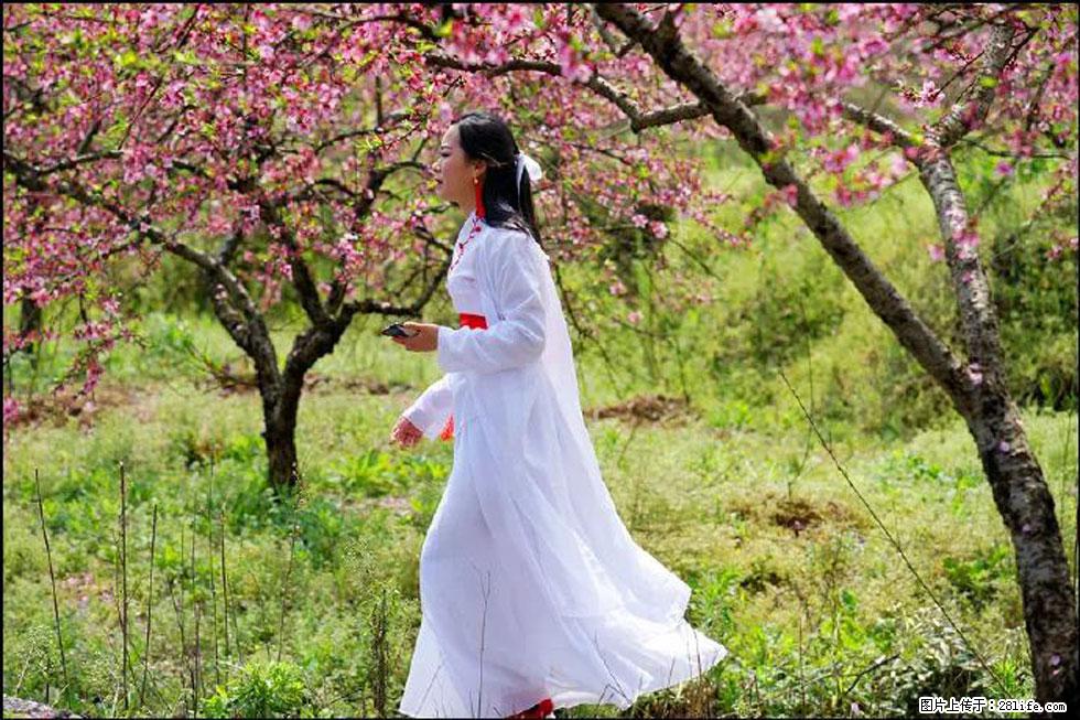 【春天，广西桂林灌阳县向您发出邀请！】官庄村有个醉美的桃花园 - 游山玩水 - 荷泽生活社区 - 荷泽28生活网 heze.28life.net