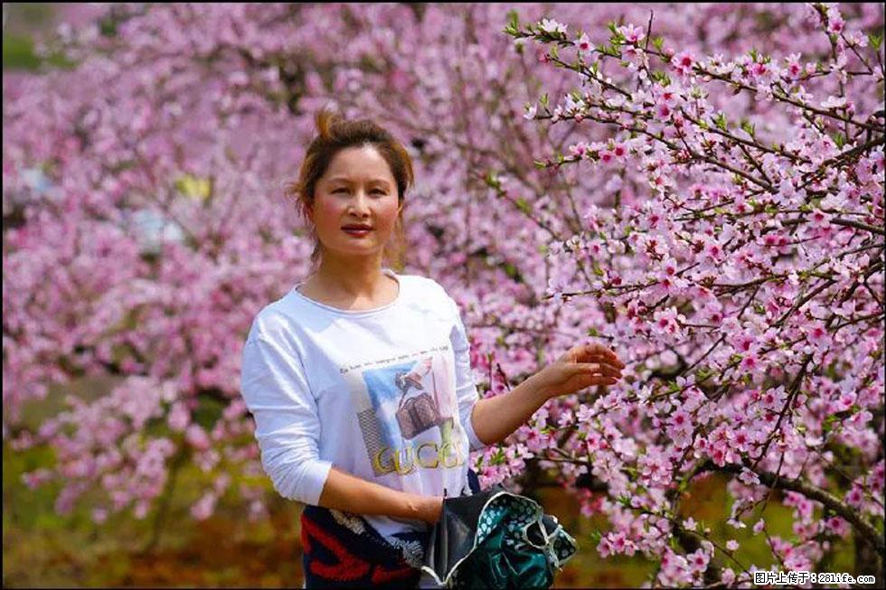 【春天，广西桂林灌阳县向您发出邀请！】官庄村有个醉美的桃花园 - 游山玩水 - 荷泽生活社区 - 荷泽28生活网 heze.28life.net