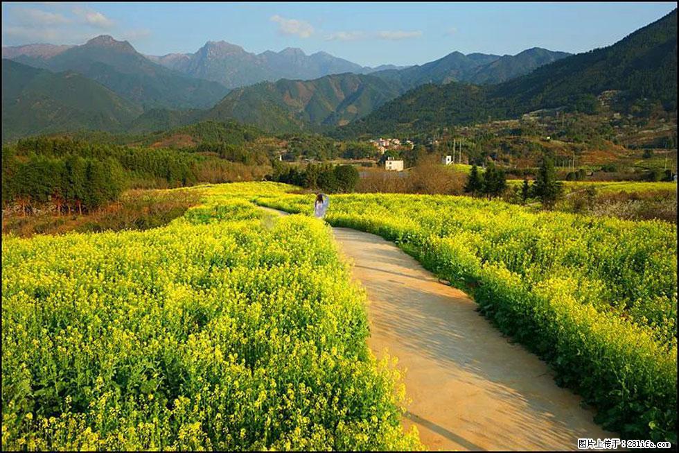 【春天，广西桂林灌阳县向您发出邀请！】长坪村油菜盛情花开 - 游山玩水 - 荷泽生活社区 - 荷泽28生活网 heze.28life.net