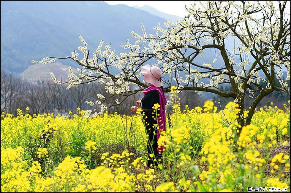 【春天，广西桂林灌阳县向您发出邀请！】长坪村油菜盛情花开 - 游山玩水 - 荷泽生活社区 - 荷泽28生活网 heze.28life.net