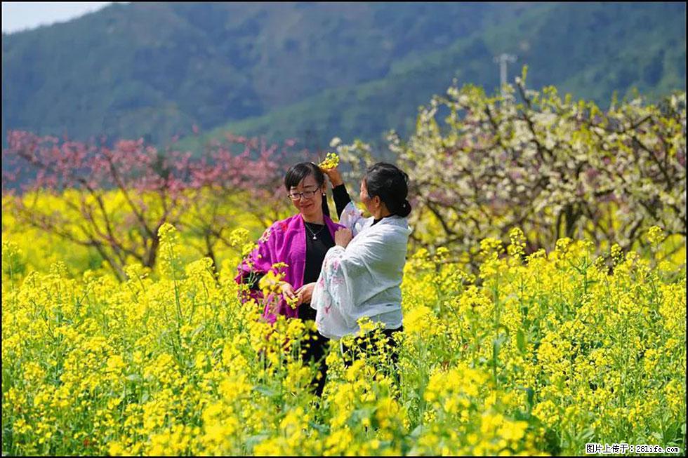 【春天，广西桂林灌阳县向您发出邀请！】长坪村油菜盛情花开 - 游山玩水 - 荷泽生活社区 - 荷泽28生活网 heze.28life.net