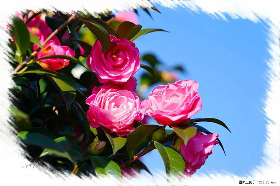 【春天，广西桂林灌阳县向您发出邀请！】杨柳井茶花惹人爱 - 游山玩水 - 荷泽生活社区 - 荷泽28生活网 heze.28life.net