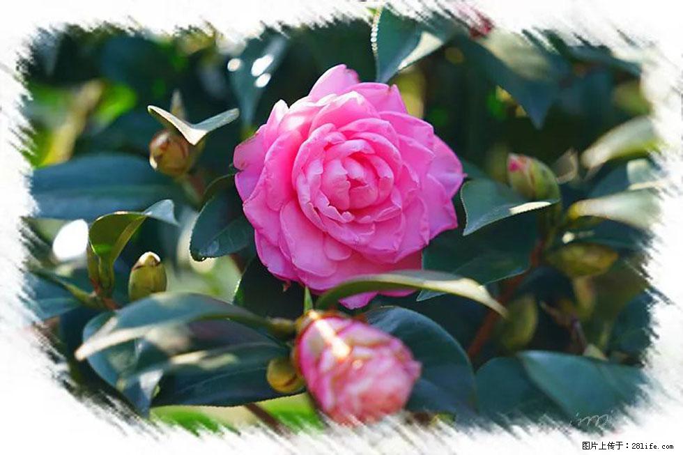 【春天，广西桂林灌阳县向您发出邀请！】杨柳井茶花惹人爱 - 游山玩水 - 荷泽生活社区 - 荷泽28生活网 heze.28life.net