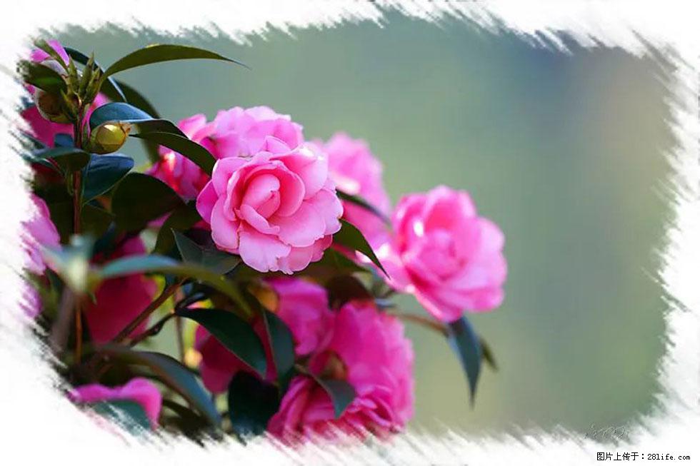 【春天，广西桂林灌阳县向您发出邀请！】杨柳井茶花惹人爱 - 游山玩水 - 荷泽生活社区 - 荷泽28生活网 heze.28life.net