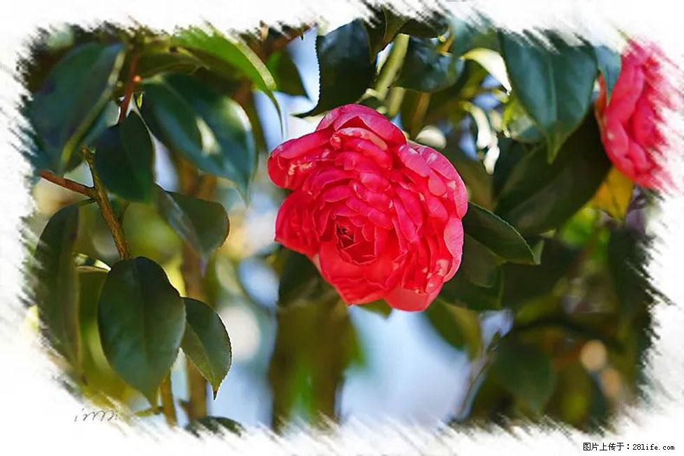 【春天，广西桂林灌阳县向您发出邀请！】杨柳井茶花惹人爱 - 游山玩水 - 荷泽生活社区 - 荷泽28生活网 heze.28life.net
