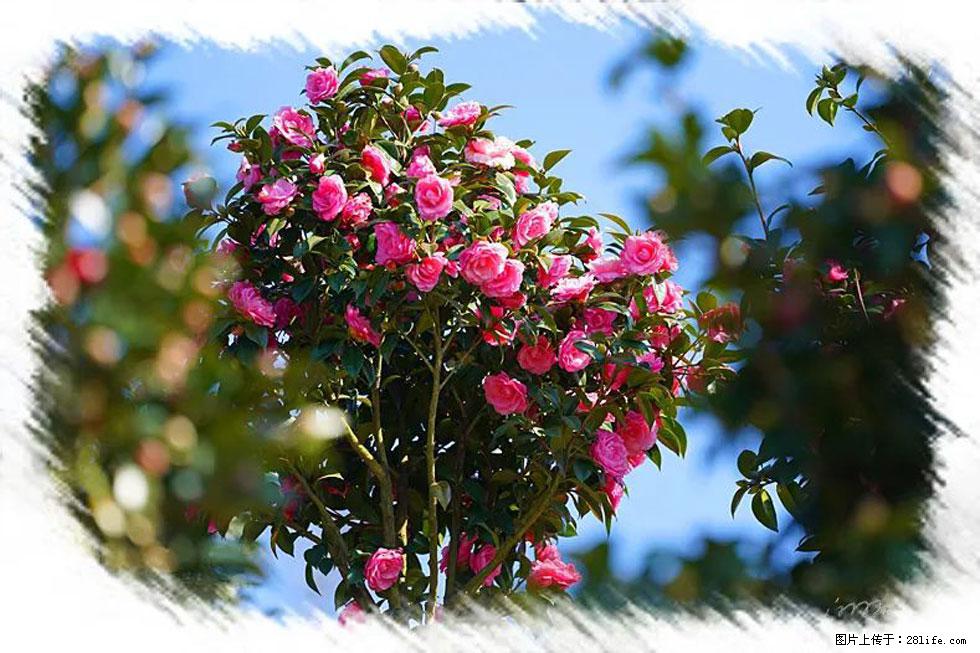 【春天，广西桂林灌阳县向您发出邀请！】杨柳井茶花惹人爱 - 游山玩水 - 荷泽生活社区 - 荷泽28生活网 heze.28life.net