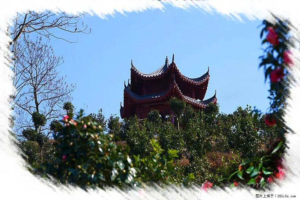 【春天，广西桂林灌阳县向您发出邀请！】杨柳井茶花惹人爱 - 游山玩水 - 荷泽生活社区 - 荷泽28生活网 heze.28life.net