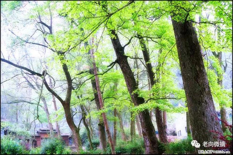 【春天,广西桂林灌阳县向您发出邀请!】在小龙村与春天约会 - 游山玩水 - 荷泽生活社区 - 荷泽28生活网 heze.28life.net
