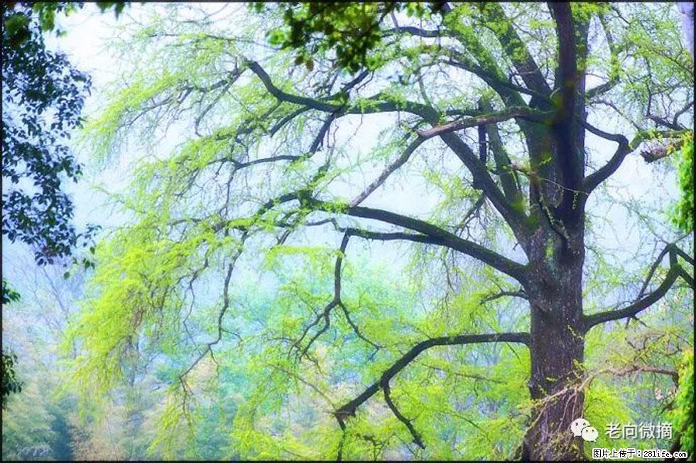 【春天,广西桂林灌阳县向您发出邀请!】在小龙村与春天约会 - 游山玩水 - 荷泽生活社区 - 荷泽28生活网 heze.28life.net