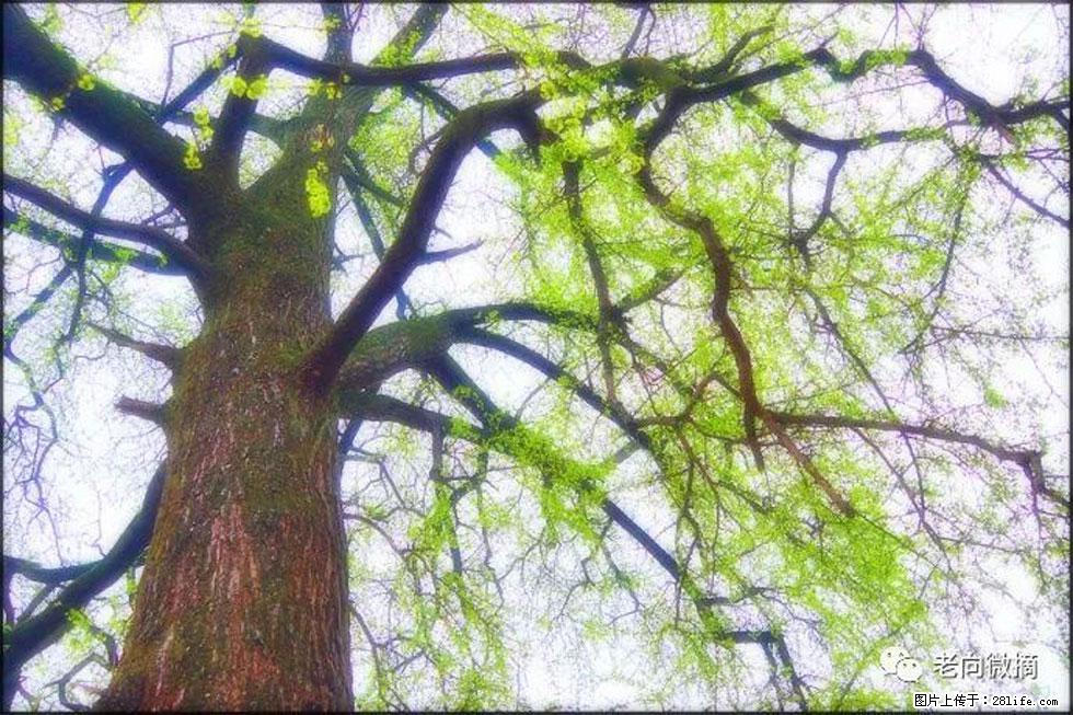 【春天,广西桂林灌阳县向您发出邀请!】在小龙村与春天约会 - 游山玩水 - 荷泽生活社区 - 荷泽28生活网 heze.28life.net