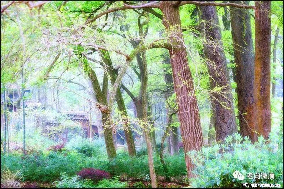 【春天,广西桂林灌阳县向您发出邀请!】在小龙村与春天约会 - 游山玩水 - 荷泽生活社区 - 荷泽28生活网 heze.28life.net