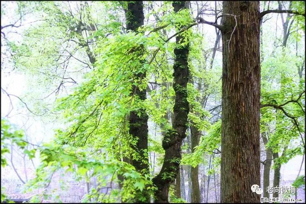 【春天,广西桂林灌阳县向您发出邀请!】在小龙村与春天约会 - 游山玩水 - 荷泽生活社区 - 荷泽28生活网 heze.28life.net