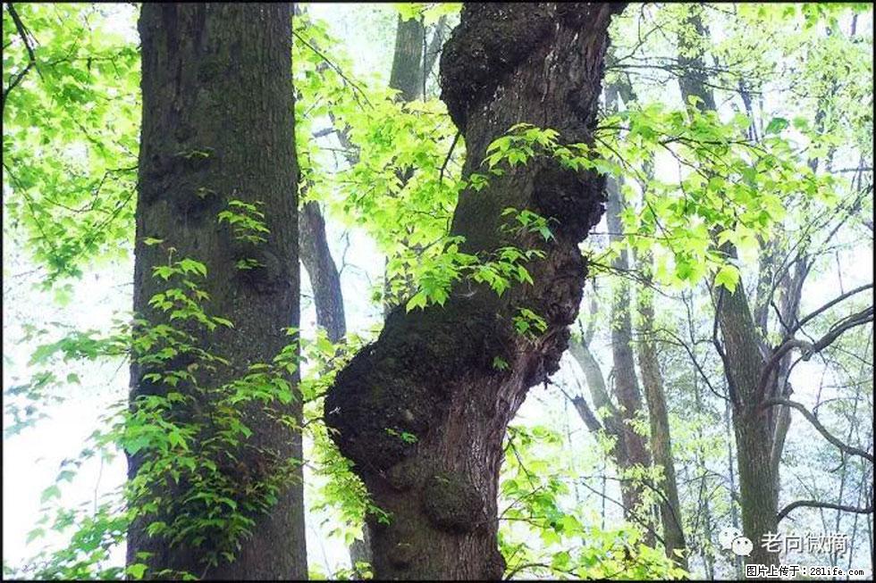 【春天,广西桂林灌阳县向您发出邀请!】在小龙村与春天约会 - 游山玩水 - 荷泽生活社区 - 荷泽28生活网 heze.28life.net