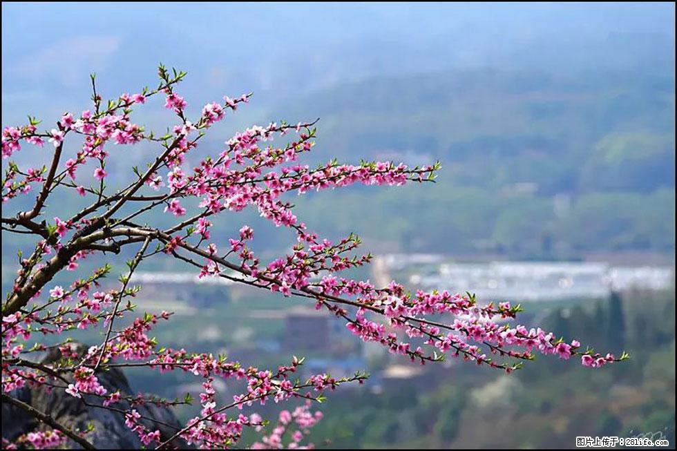【春天，广西桂林灌阳县向您发出邀请！】望月岭上桃花开 - 游山玩水 - 荷泽生活社区 - 荷泽28生活网 heze.28life.net
