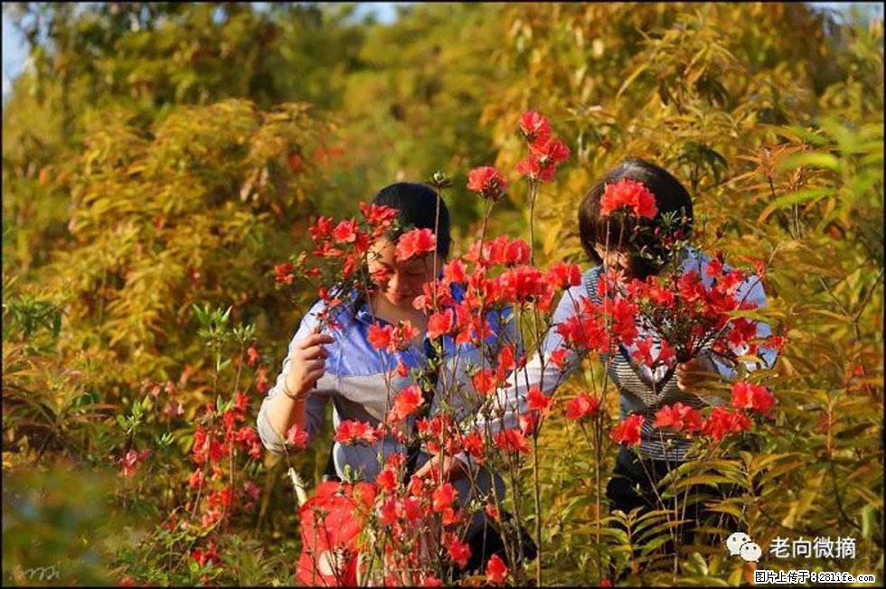 【春天，广西桂林灌阳县向您发出邀请！】登麒麟山，相约映山红 - 游山玩水 - 荷泽生活社区 - 荷泽28生活网 heze.28life.net