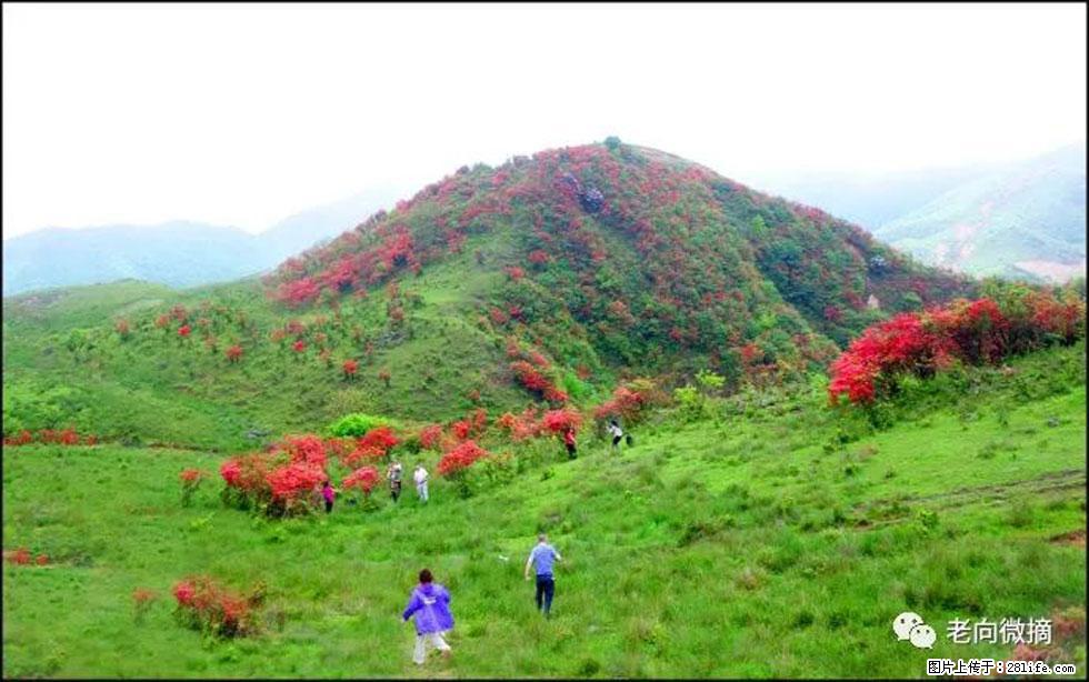 【春天，广西桂林灌阳县向您发出邀请！】宝盖山上映山红 - 游山玩水 - 荷泽生活社区 - 荷泽28生活网 heze.28life.net