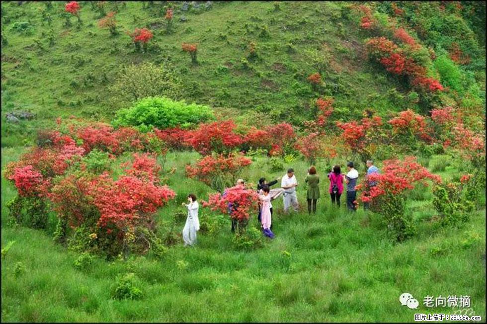 【春天，广西桂林灌阳县向您发出邀请！】宝盖山上映山红 - 游山玩水 - 荷泽生活社区 - 荷泽28生活网 heze.28life.net