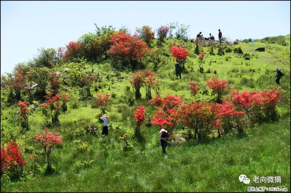 【春天，广西桂林灌阳县向您发出邀请！】宝盖山上映山红 - 游山玩水 - 荷泽生活社区 - 荷泽28生活网 heze.28life.net