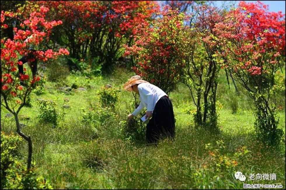 【春天，广西桂林灌阳县向您发出邀请！】宝盖山上映山红 - 游山玩水 - 荷泽生活社区 - 荷泽28生活网 heze.28life.net