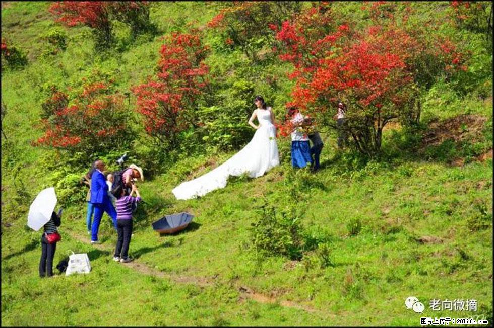 【春天，广西桂林灌阳县向您发出邀请！】宝盖山上映山红 - 游山玩水 - 荷泽生活社区 - 荷泽28生活网 heze.28life.net
