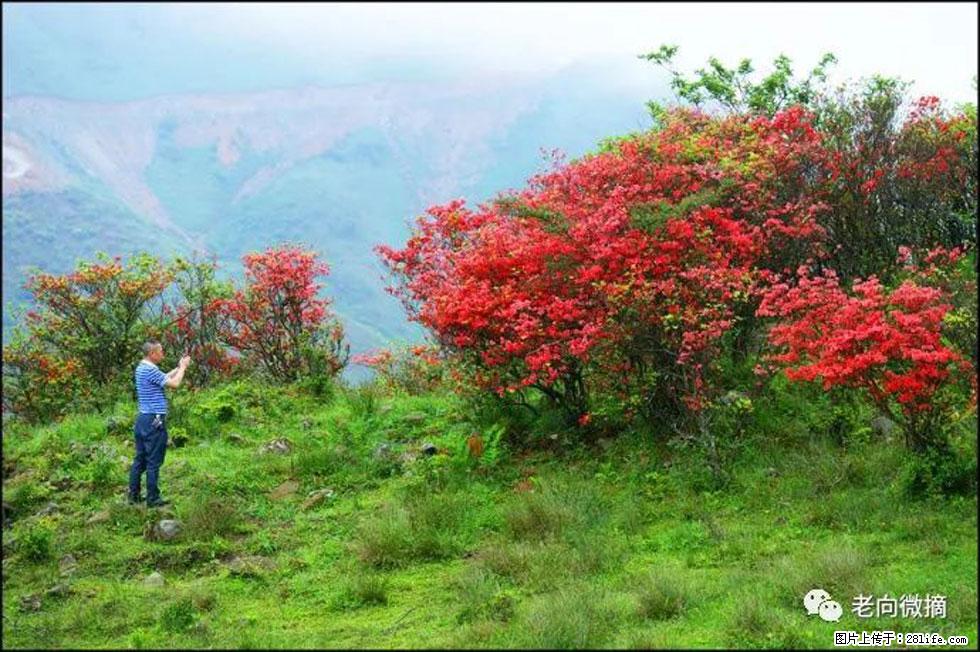 【春天，广西桂林灌阳县向您发出邀请！】宝盖山上映山红 - 游山玩水 - 荷泽生活社区 - 荷泽28生活网 heze.28life.net