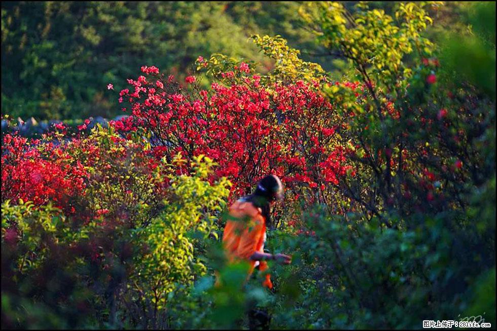 【春天，广西桂林灌阳县向您发出邀请！】春木界上映山红 - 游山玩水 - 荷泽生活社区 - 荷泽28生活网 heze.28life.net