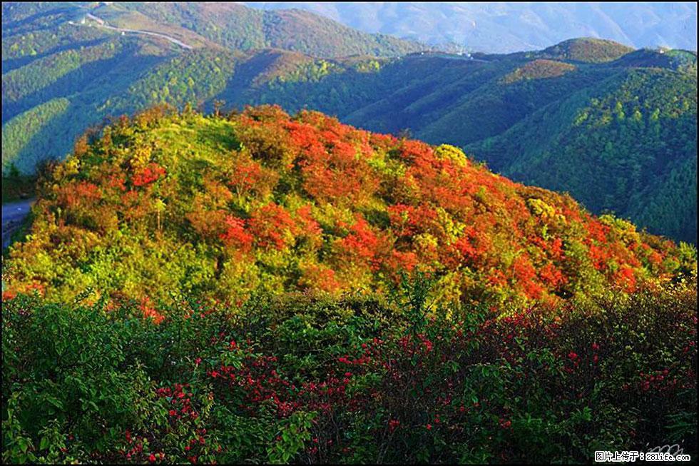 【春天，广西桂林灌阳县向您发出邀请！】春木界上映山红 - 游山玩水 - 荷泽生活社区 - 荷泽28生活网 heze.28life.net