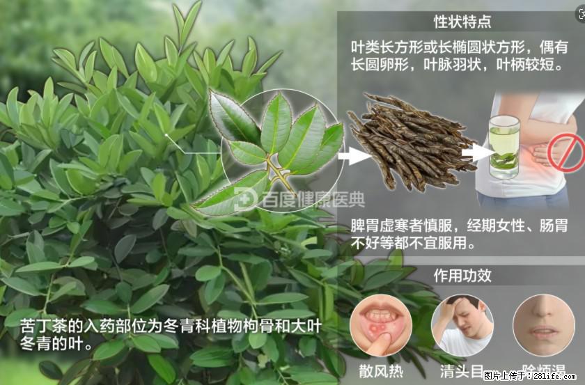 苦丁茶有哪些功效和作用 - 生活百科 - 荷泽生活社区 - 荷泽28生活网 heze.28life.net
