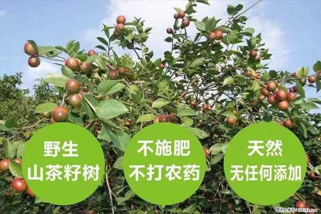 【灌阳县油茶产业示范区】一个有着充实的精神生活的人，对待身外之物自会有一种淡泊的态度 - 美食天地 - 荷泽生活社区 - 荷泽28生活网 heze.28life.net