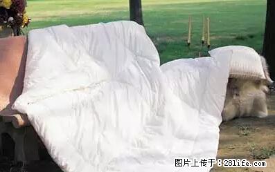 被子有异味?只要这样做,比晒太阳还强100倍! - 家居生活 - 荷泽生活社区 - 荷泽28生活网 heze.28life.net