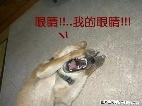 笑癫了！一女的怀孕三年未生，他终于忍不住了... - 娱乐八卦 - 荷泽生活社区 - 荷泽28生活网 heze.28life.net