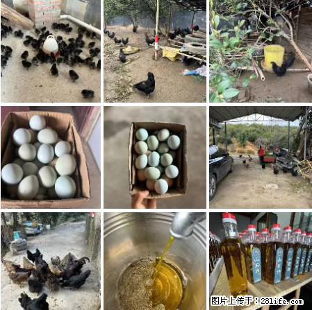 油茶园从小鸡仔开始养起的纯土鸡、土鸡蛋可以预定啦!还有前几天刚榨的纯山茶油哦 - 美食天地 - 荷泽生活社区 - 荷泽28生活网 heze.28life.net