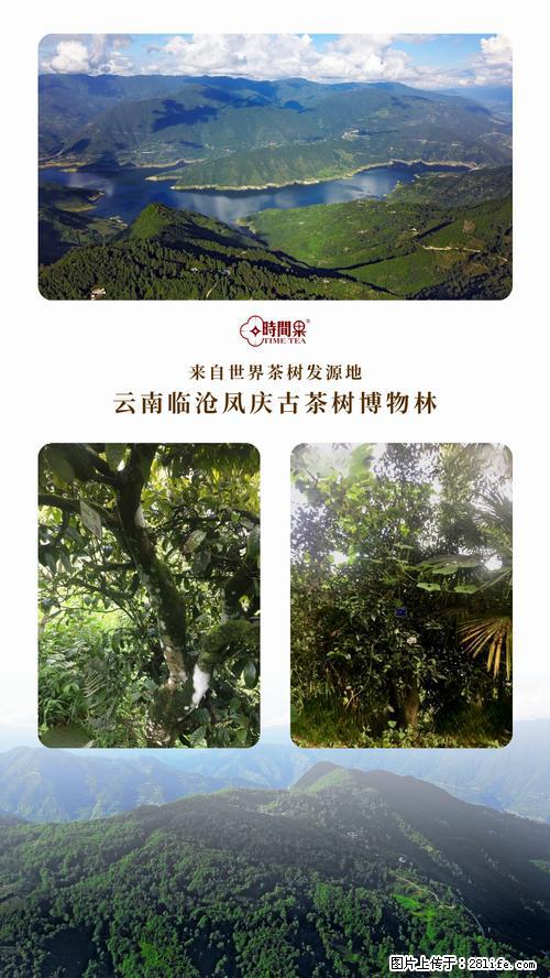 时间果百年古树2025年春红茶 - 购物交流 - 荷泽生活社区 - 荷泽28生活网 heze.28life.net