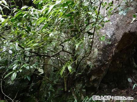 平乐石崖茶，珍贵仅次于金花茶 - 荷泽生活资讯 - 荷泽28生活网 heze.28life.net