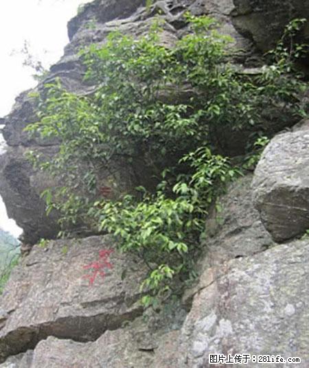 平乐石崖茶，珍贵仅次于金花茶 - 荷泽生活资讯 - 荷泽28生活网 heze.28life.net