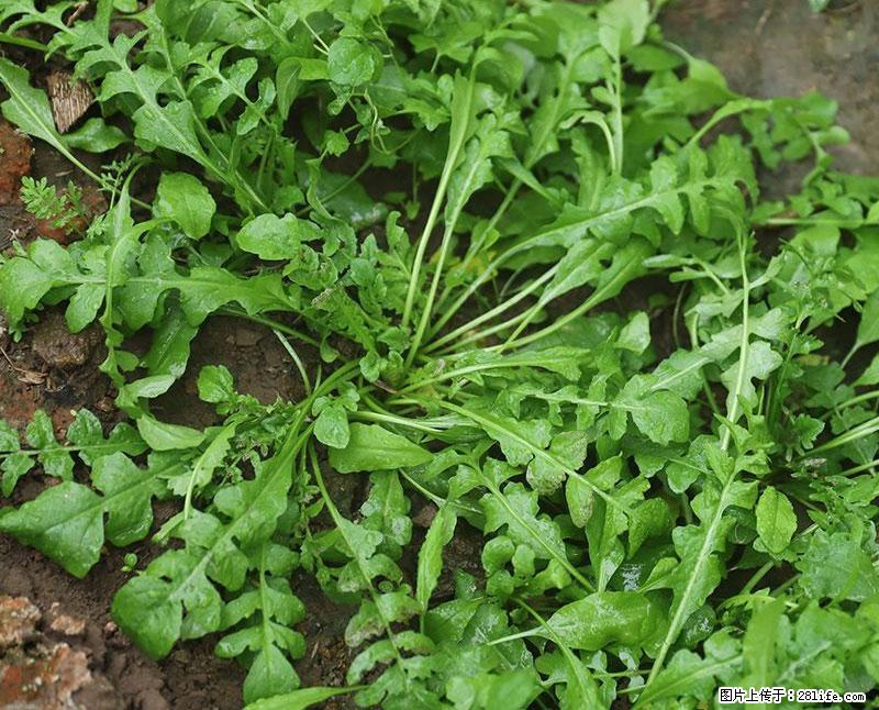 这些蔬菜是“天然钙片”，这6种被医生重点推荐 - 荷泽生活资讯 - 荷泽28生活网 heze.28life.net