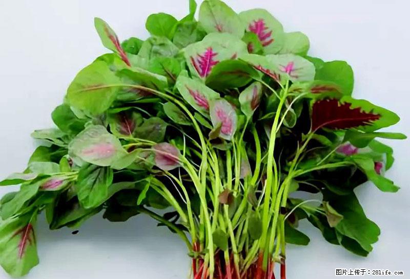 这些蔬菜是“天然钙片”，这6种被医生重点推荐 - 荷泽生活资讯 - 荷泽28生活网 heze.28life.net