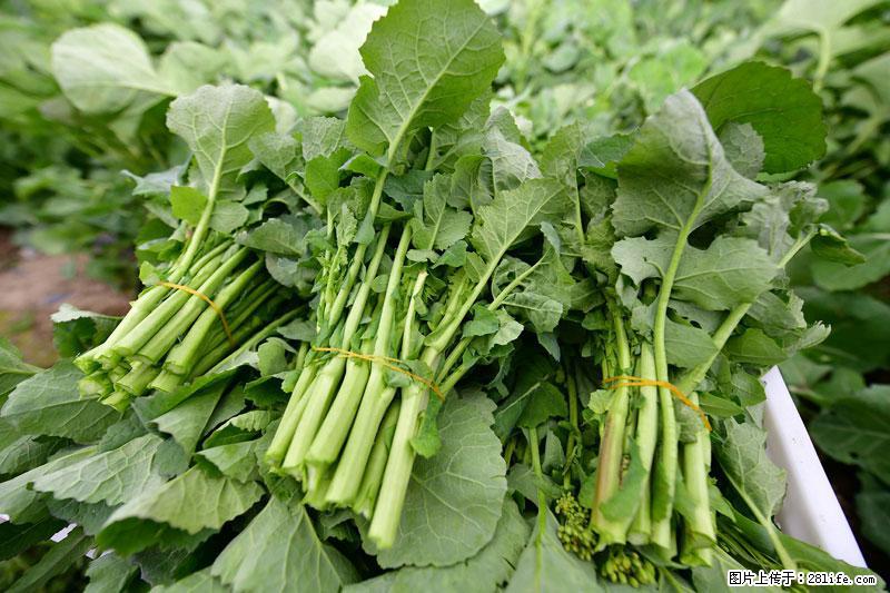 这些蔬菜是“天然钙片”，这6种被医生重点推荐 - 荷泽生活资讯 - 荷泽28生活网 heze.28life.net