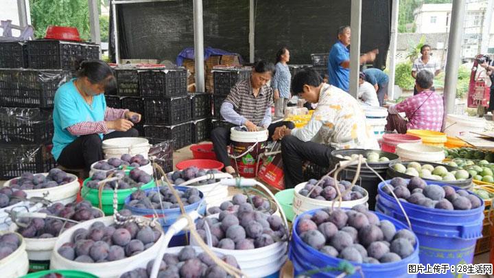 【乡村振兴】文市蜂糖李、黄金奈李迎丰产上市季 甜蜜产业助振兴 - 荷泽生活资讯 - 荷泽28生活网 heze.28life.net